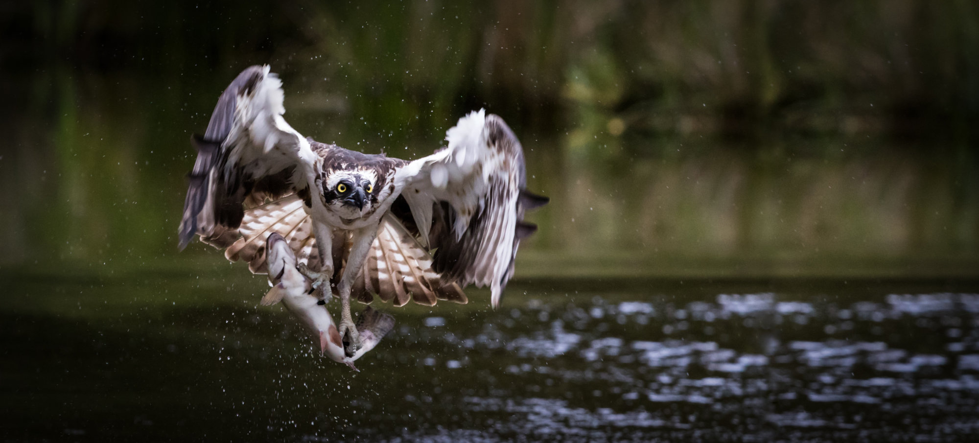 Fischadler im Flug1